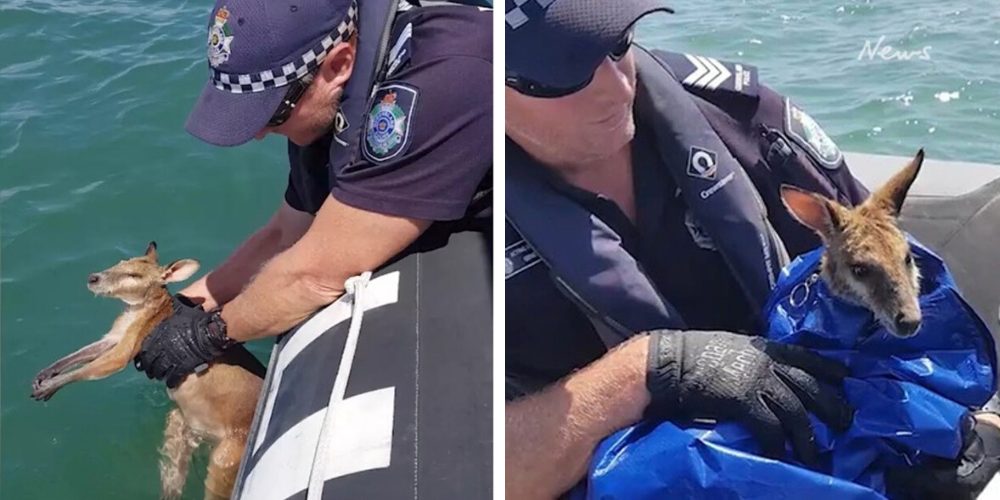 Un policía australiano rescata a un canguro miniatura que nadaba perdido en un océano