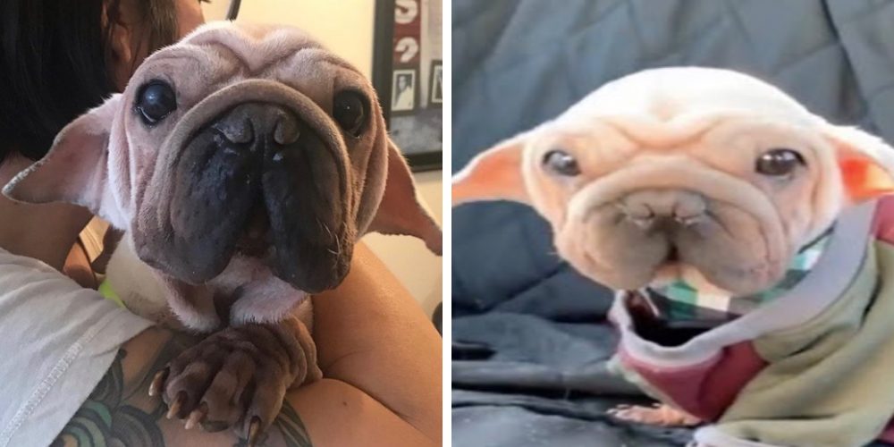 Todos detienen a su dueña por su peculiar parecido con «baby Yoda», pocos saben su triste pasado Todos detienen a su dueña por su peculiar parecido con «baby Yoda», pocos saben su triste pasado