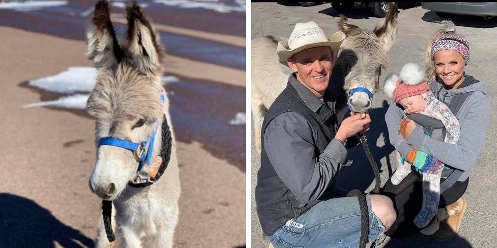 Una familia decide adoptar a un burro rechazado por su madre y ahora se cree un perro más