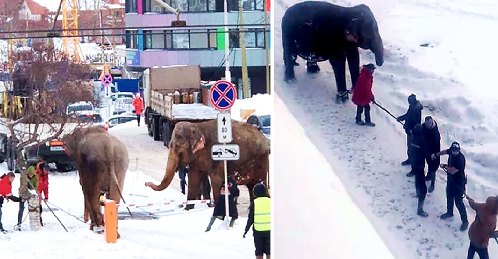 Dos elefantes escapan de un circo para jugar en la nieve pero frustran su gran sueño