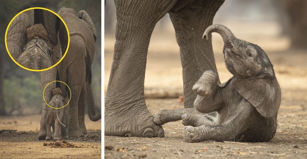 El insólito momento que revela por qué un elefante bebé no debe caminar detrás de su madre