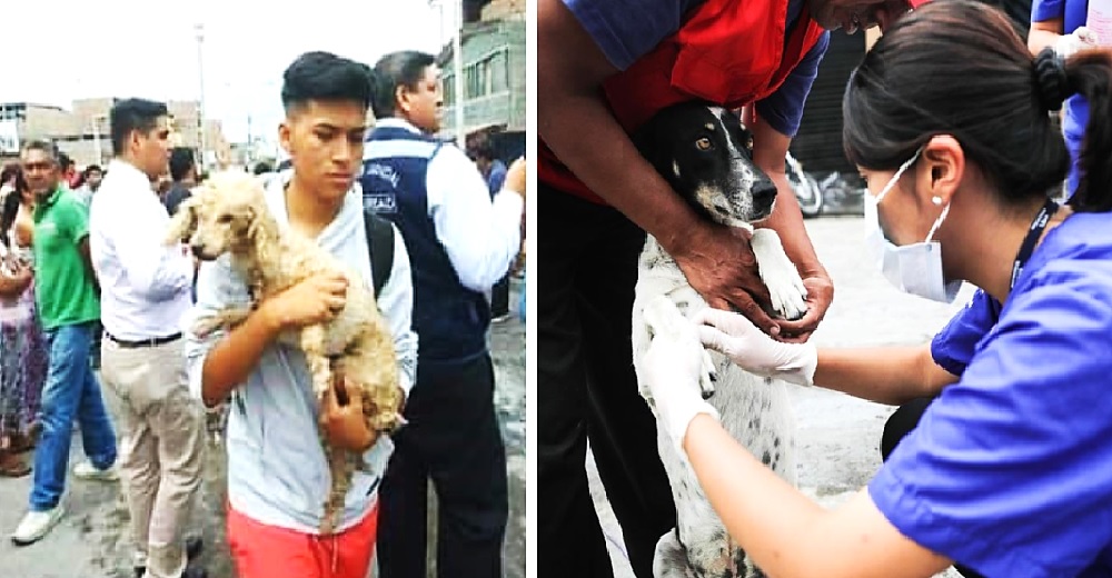 Un grupo de veterinarios acude a salvar a los perritos de la calle afectados por una explosión Un grupo de veterinarios acude a salvar a los perritos de la calle afectados por una explosión