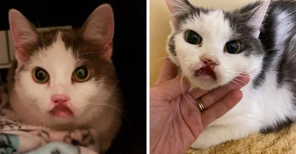 La gatita que perdió el labio tras morder un cable busca desesperadamente un hogar