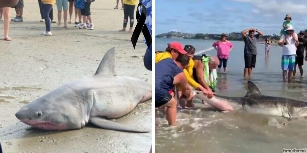 Muere un gran tiburón blanco después de horas de sufrir burlas y malos tratos en la playa
