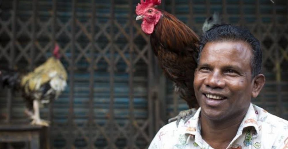 Un gallo se niega a participar en una pelea clandestina y le quita la vida a su dueño