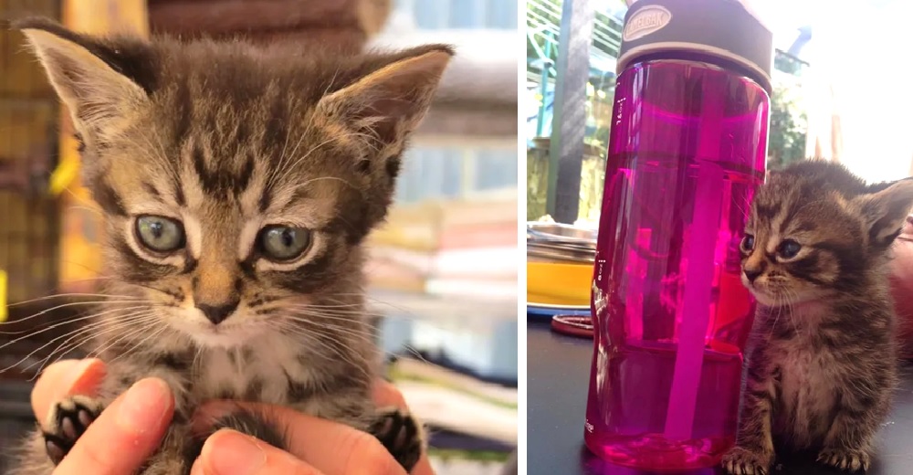 Un extraño tocó su puerta en la madrugada y con lágrimas en los ojos sacó un gatito de su abrigo