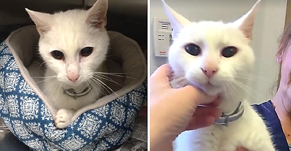 Tras 20 años junto a su gato deciden abandonarlo porque “está viejo y sordo”