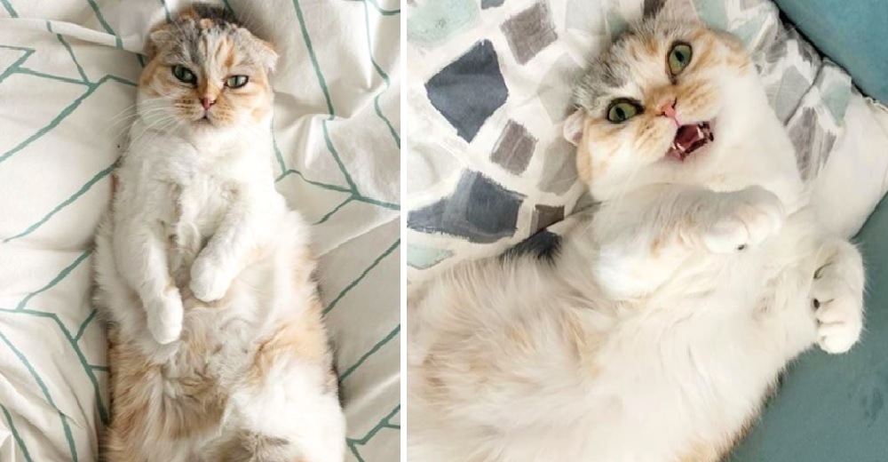 Una dramática gatita le dice a su dueño que no está dispuesta a levantarse de su manta Una dramática gatita le dice a su dueño que no está dispuesta a levantarse de su manta