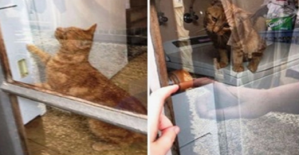 «Seguí tocando la ventana y señalando la manija de la puerta»-El gato entendió sus instrucciones