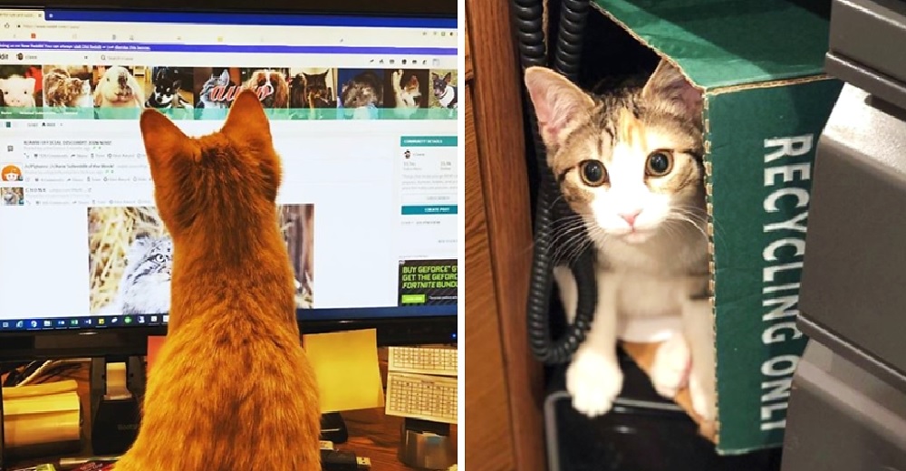 Gatitos «Débito» y «Crédito» hacen que trabajar en el departamento de Finanzas sea irresistible Gatitos «Débito» y «Crédito» hacen que trabajar en el departamento de Finanzas sea irresistible