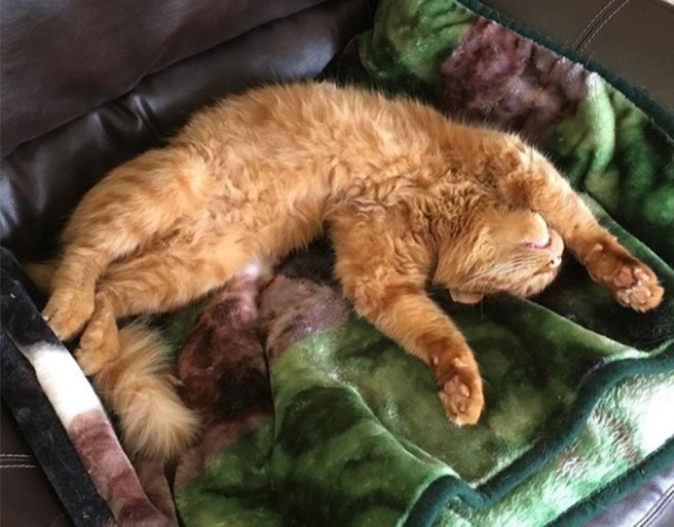 Como Acostumbrar A Un Gato A Dormir Afuera