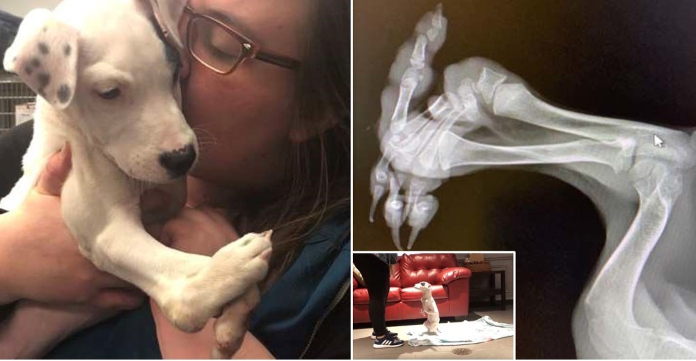 «Es perfecta tal como es, ella es un ángel» – Tiene cinco patas, pero no sabe que es diferente «Es perfecta tal como es, ella es un ángel» – Tiene cinco patas, pero no sabe que es diferente
