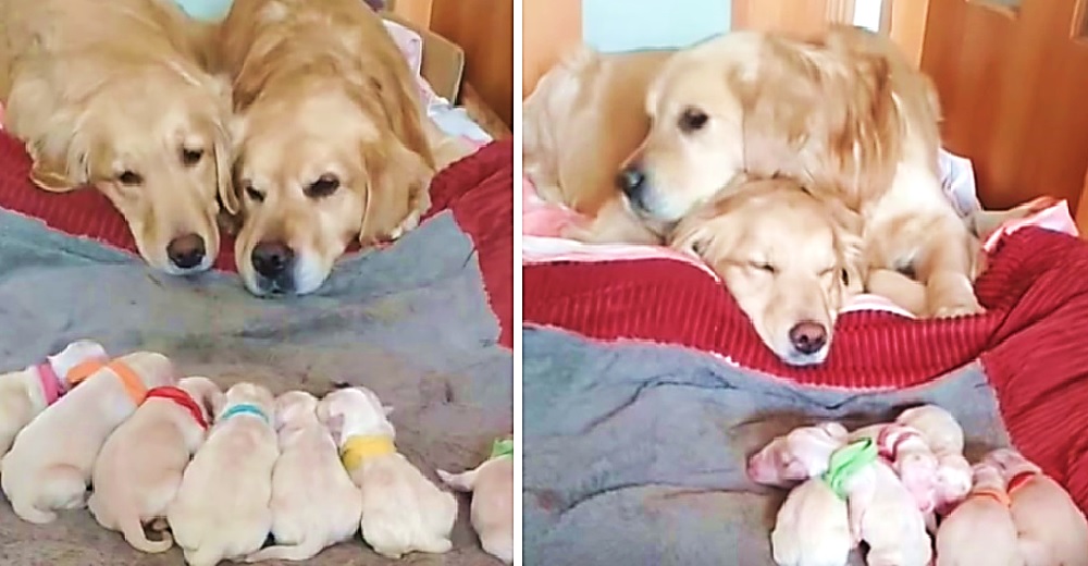 Graban a un papá y una mamá golden cuidando amorosamente de sus 7 cachorros recién nacidos Graban a un papá y una mamá golden cuidando amorosamente de sus 7 cachorros recién nacidos