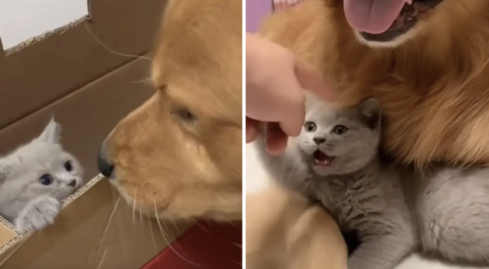 Graban el momento en que un Golden deprimido se recupera de pronto gracias a un diminuto gatito Graban el momento en que un Golden deprimido se recupera de pronto gracias a un diminuto gatito