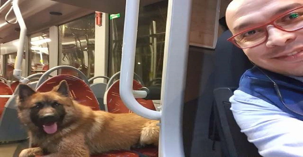 Chófer detiene su autobús para dejar subir a un perrito perdido que le pidió ayuda Chófer detiene su autobús para dejar subir a un perrito perdido que le pidió ayuda