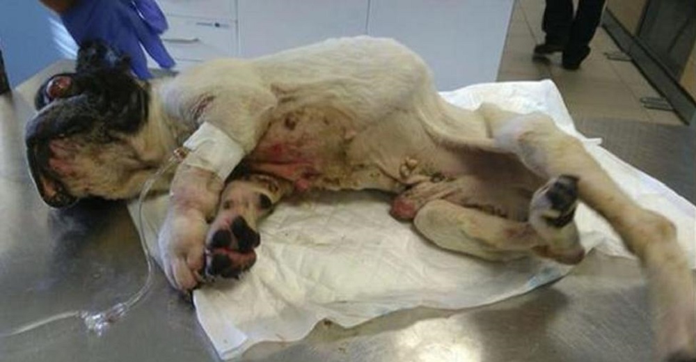 Hallan un perrito en terribles condiciones 12 años después de que fuese robado y busca un hogar Hallan un perrito en terribles condiciones 12 años después de que fuese robado y busca un hogar