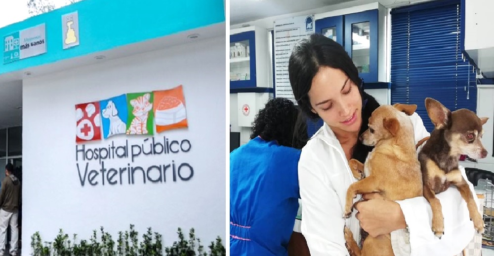 Los rescatistas se quedan sin espacio, pero el gobierno los ayuda creando un hospital veterinario Los rescatistas se quedan sin espacio, pero el gobierno los ayuda creando un hospital veterinario