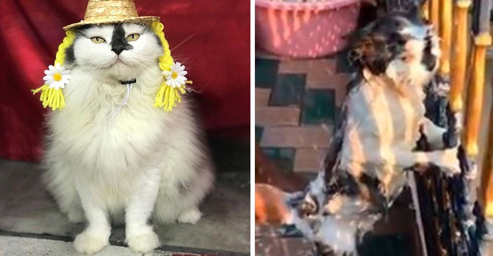 Graban la reacción de su gato al volver avergonzado a su hogar repleto de lodo Graban la reacción de su gato al volver avergonzado a su hogar repleto de lodo