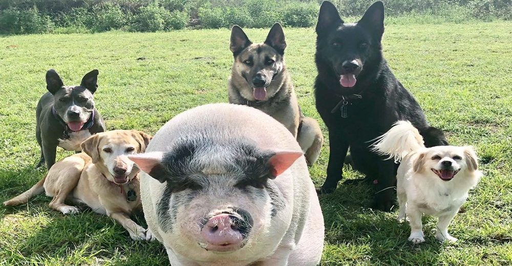 El adorable cerdito que se cree el hermano mayor de una manada de perros enamora las redes