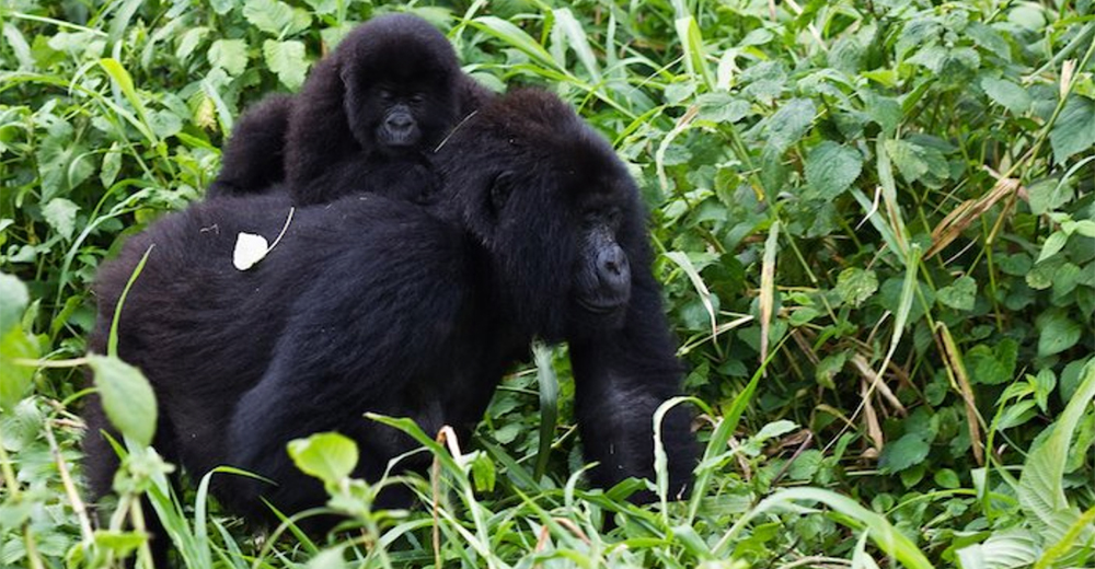 Captan a 2 gorilas destruyendo las trampas puestas por cazadores furtivos que mataron a su amigo