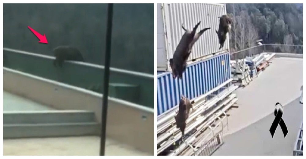 El brutal salto al vacío desde una azotea de cuatro jabalíes desesperados que huían de cazadores El brutal salto al vacío desde una azotea de cuatro jabalíes desesperados que huían de cazadores