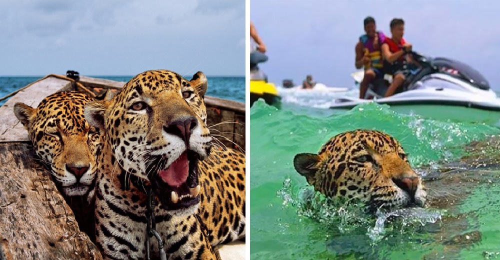 Los turistas pagan para hacerse selfies con los jaguares en el mar sin importar su sufrimiento