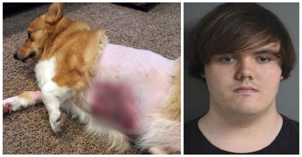 Recogen a su perro del peluquero y al levantarlo en brazos gritaba de dolor Recogen a su perro del peluquero y al levantarlo en brazos gritaba de dolor