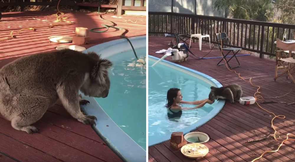 Un adorable koala se cuela en la piscina de una casa para recibir un poco de cariño