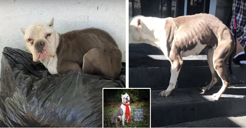 Se acurruca en el porche de una casa sólo para ver si conseguía alimento pero encontró mucho más Se acurruca en el porche de una casa sólo para ver si conseguía alimento pero encontró mucho más