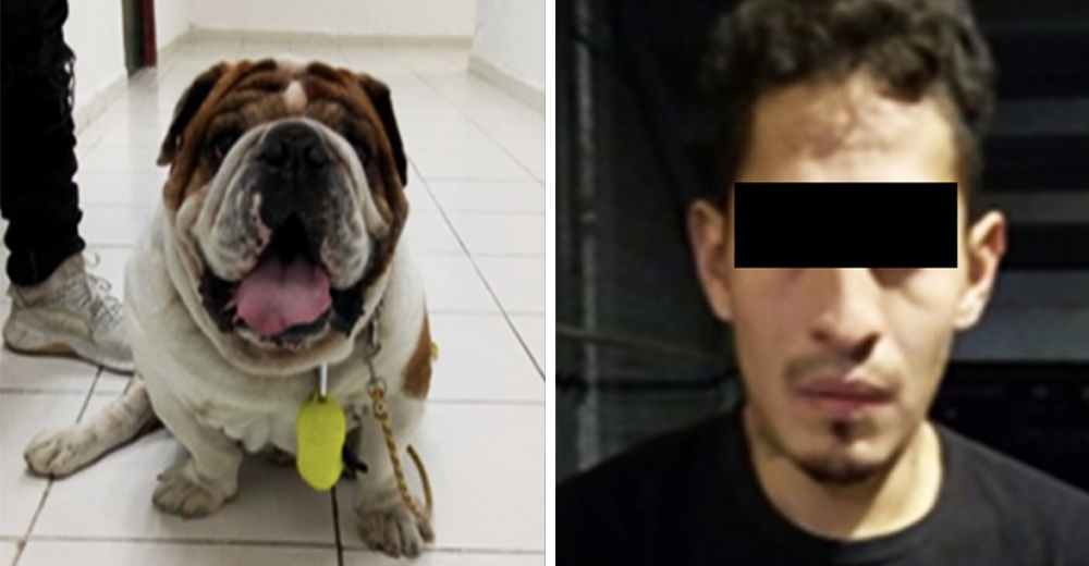 Liberan al sujeto culpable del estremecedor robo del perrito Emilio que indignó a México Liberan al sujeto culpable del estremecedor robo del perrito Emilio que indignó a México