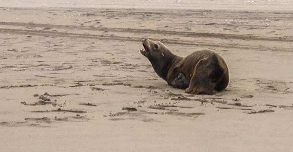 Se debate entre la vida y la muerte el lobo marino hallado con graves lesiones suplicando ayuda