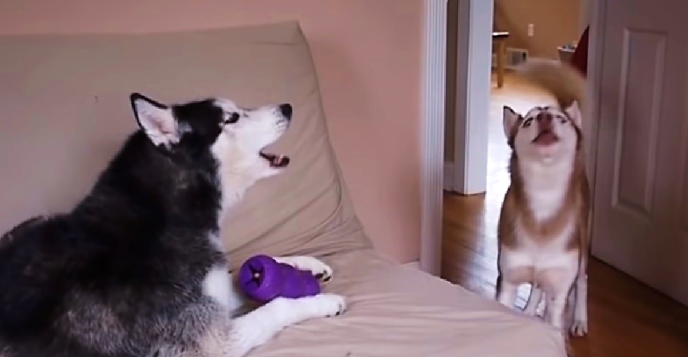 Dos adorables huskies tienen una graciosa discusión para aclarar quién es la dueña del juguete Dos adorables huskies tienen una graciosa discusión para aclarar quién es la dueña del juguete
