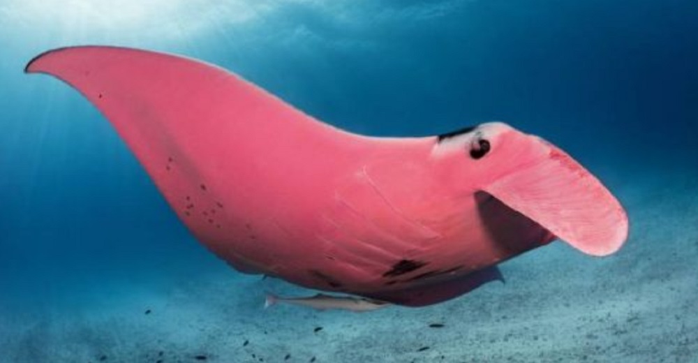 Capturan en fotografías a la majestuosa «Inspector Clouseau», la única mantarraya rosa del mundo