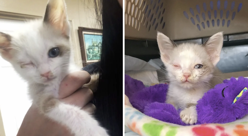 Gatito que perdió su ojito y a su hermanito, agradece de corazón lo que hicieron por salvarla
