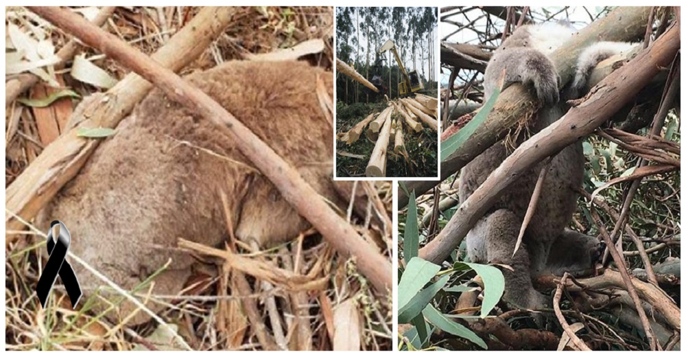 Australia investiga la vergonzosa masacre de más de 80 koalas mientras reposaban en sus árboles Australia investiga la vergonzosa masacre de más de 80 koalas mientras reposaban en sus árboles