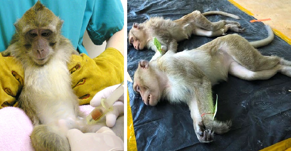 Infectan a cientos de monos con coronavirus como un experimento para hallar la vacuna