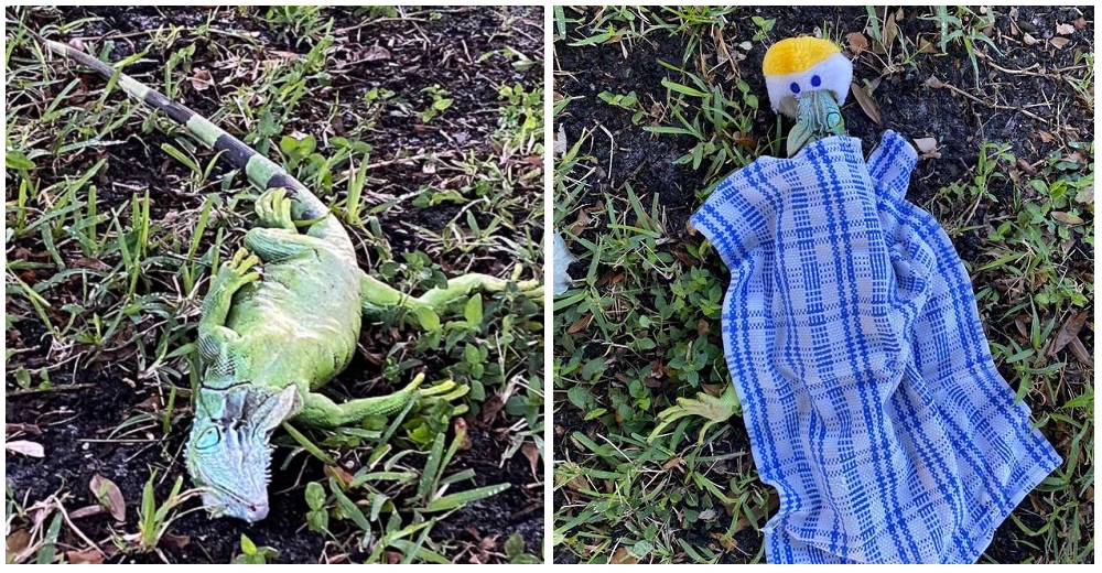 Una buena mujer resucita a una iguana aturdida por el frío con un gorro y una manta improvisada