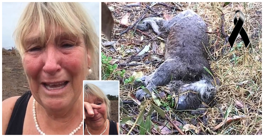 Las lágrimas de impotencia de una mujer al ver koalas asesinados por madereros en Australia Las lágrimas de impotencia de una mujer al ver koalas asesinados por madereros en Australia