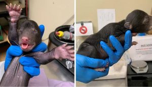 Perrito llega a casa con un osito salvaje recién nacido en su hocico, que perdió a su madre