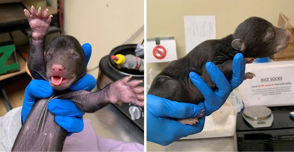 Perrito llega a casa con un osito salvaje recién nacido en su hocico, que perdió a su madre