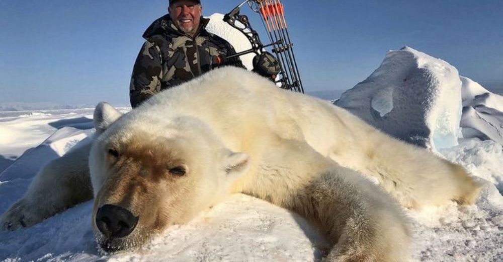 Advierten del dramático destino de los osos polares si los humanos no reaccionan de inmediato