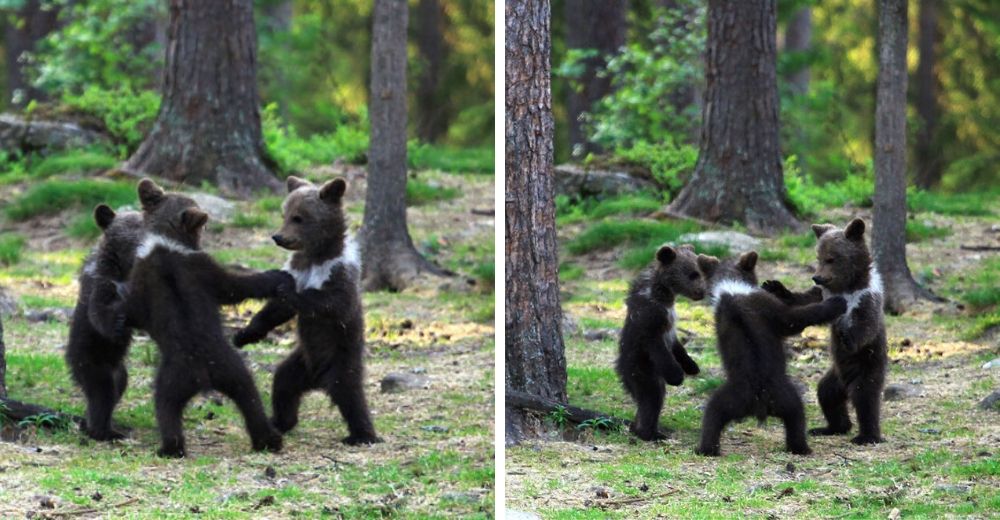 Capta a 3 ositos tomándose de las manos y bailando en medio del bosque, pensó que se imaginaba