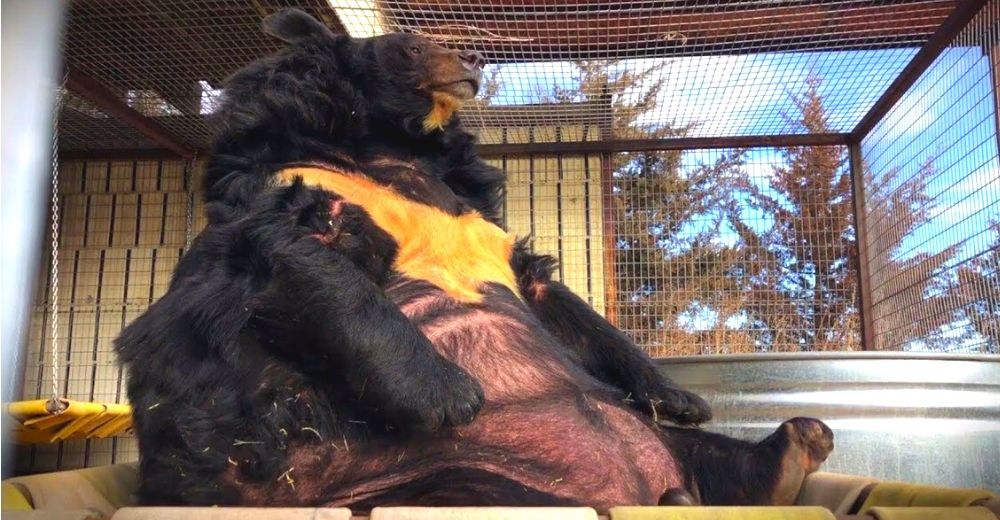 Oso negro obeso es rescatado de un club deportivo tras vivir décadas confinado a una jaula Oso negro obeso es rescatado de un club deportivo tras vivir décadas confinado a una jaula