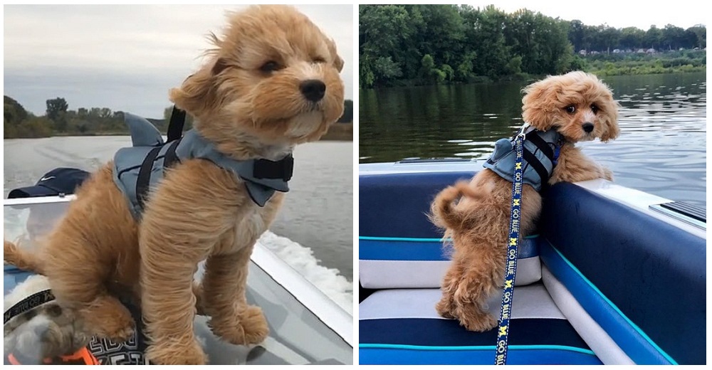 Graba a su amado perrito durante su primer paseo en lancha para probarles a todos su reacción Graba a su amado perrito durante su primer paseo en lancha para probarles a todos su reacción
