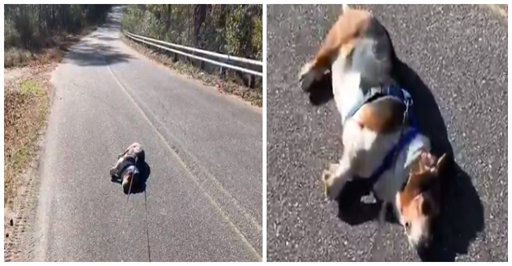 Muchos detienen a la dueña de la perrita «inconsciente» tirada boca abajo en plena carretera