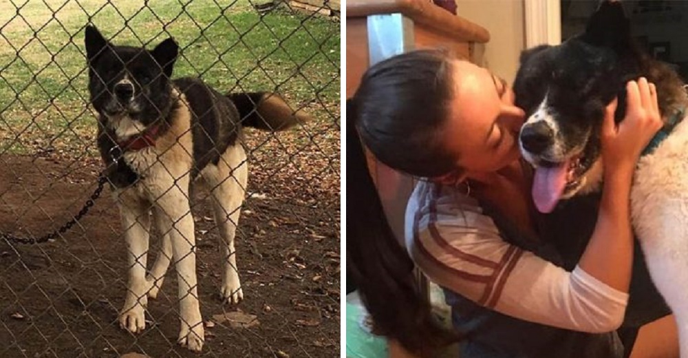 Alimenta a una perrita atada a un árbol por un año sin darse por vencida, hasta llevarla a casa