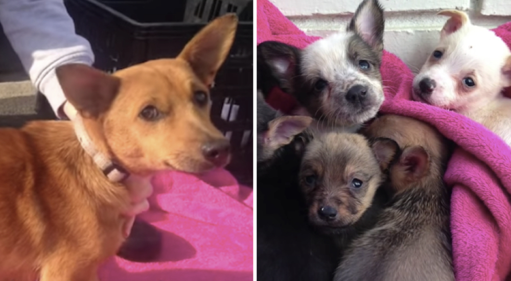 Estos 7 cachorritos creyeron que perdieron para siempre a su mami, el reencuentro es mágico Estos 7 cachorritos creyeron que perdieron para siempre a su mami, el reencuentro es mágico