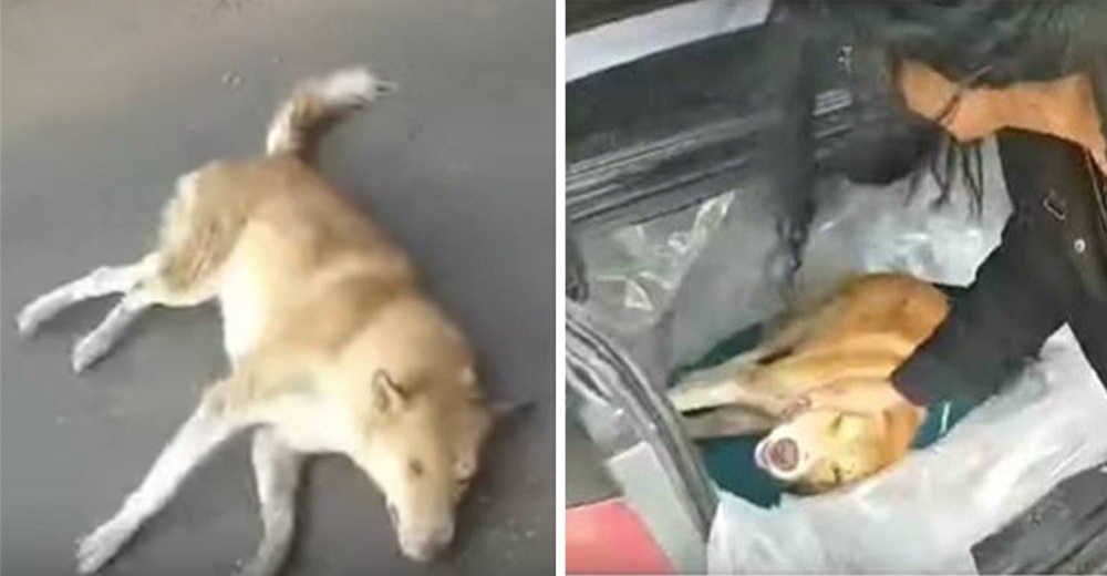 Perrito queda paralítico tras ser impactado por un conductor que lo dejó moribundo en el suelo Perrito queda paralítico tras ser impactado por un conductor que lo dejó moribundo en el suelo