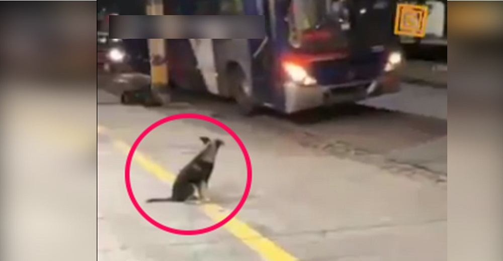 Graban a un perrito que espera paciente todos los días en la misma parada de autobús