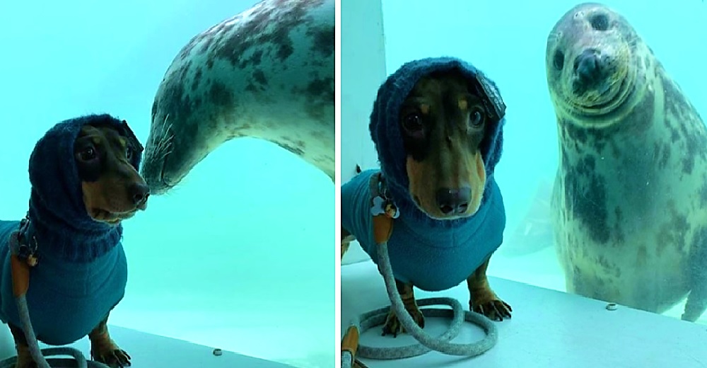 Una foca con un duro pasado y un perrito salchicha se encuentran emocionando a todos